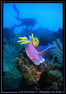 Nudibranch and diver... :O)...... by Michel Lonfat 